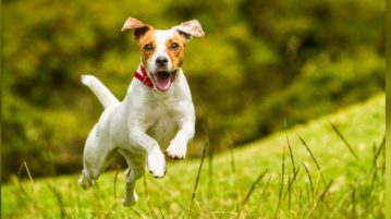 Hunde Operationskostenversicherung Terrier rennt auf Wiese