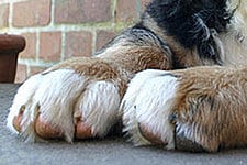 Hundeschuhe: Über Sinn und Unsinn herrscht keine klare Meinung