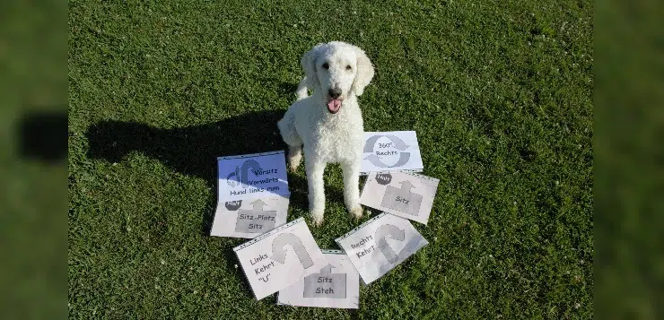 Pudel mit Rally Obedience Anweisungen