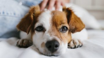 Hund wird gestreichelt