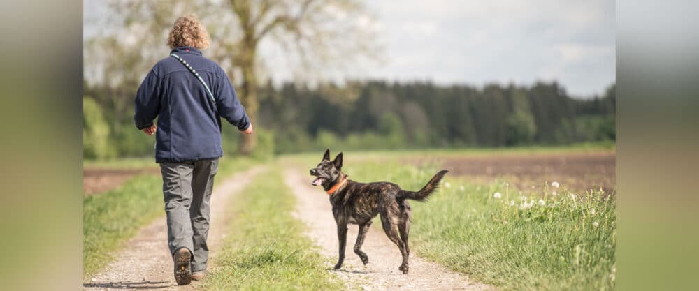 Person (von hinten) geht mit jungem Holländischen Schäferhund spazieren.