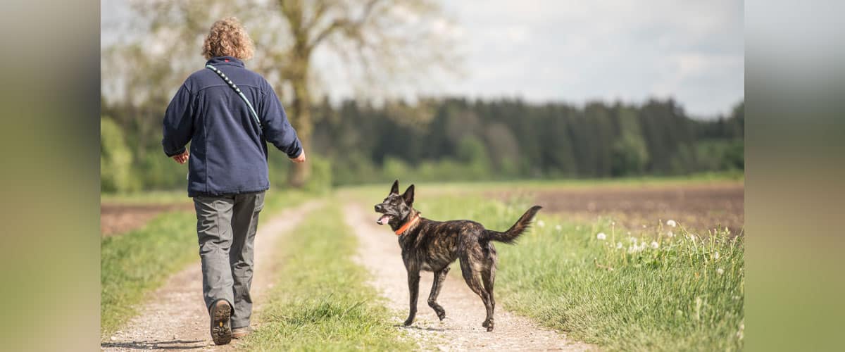 Person (von hinten) geht mit jungem Holländischen Schäferhund spazieren.