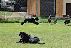 Jungspund & alter Hund