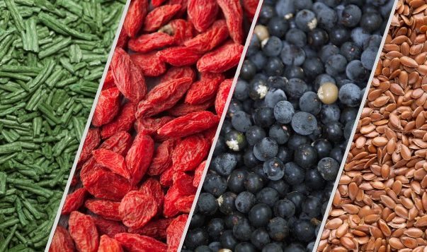 „Superfood“ für Hunde – Was ist dran?