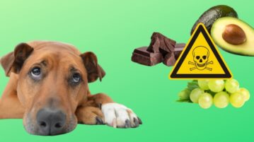 Vergiftung beim Hund