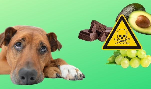 Vergiftung beim Hund: Gifte, Symptome, Erste Hilfe Vergiftung beim Hund