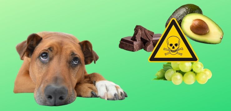 Vergiftung beim Hund
