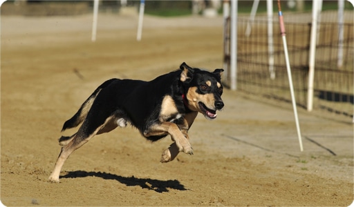 laufen und joggen mit hunden tipps fur vier und zweibeiner der hund