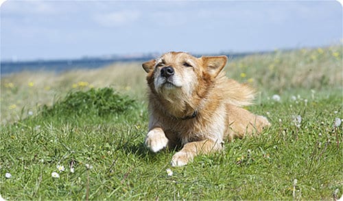 Urlaub Im Hotel Palstek Der Hund