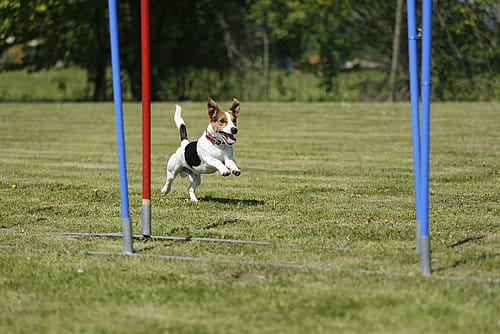 Übungen für die Vorhand des Hundes » DER HUND