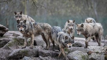 Wie Hunde und Wölfe mit Menschen zusammenarbeiten