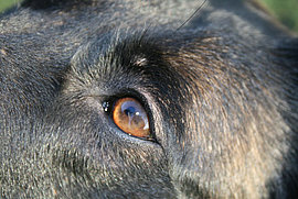 Hunde einschläfern