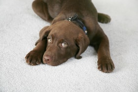 Grauer Star Bei Hunden Der Hund