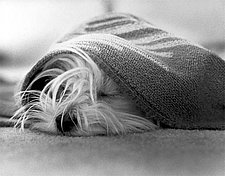 Hundefreundliche Schlafzelte für Obdachlose