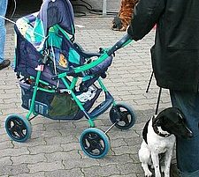 Hunde als natürlicher Allergieschutz