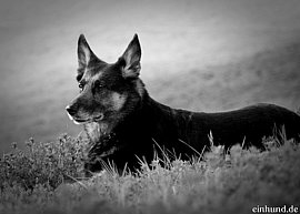 Hund trauer um den Abschied und