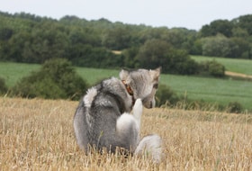 Juckreiz beim Hund