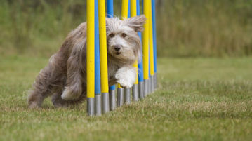 Verletzungsgefahr im Hundesport minimieren