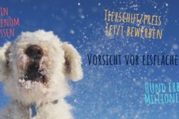 Hund im Schnee