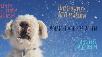 Hund im Schnee