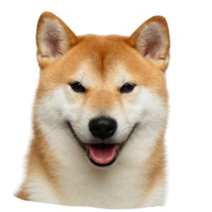 Shiba schaut in die Kamera