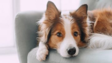 Geld ansparen oder Tierversicherungen abschließen? Border Collie liegt auf Sofa