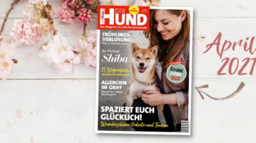 Das Cover der April-Ausgabe 2021 zeigt eine Shiba-Hündin, die mit den Vorderbeinen auf dem Bein ihrer Halterin liegt.