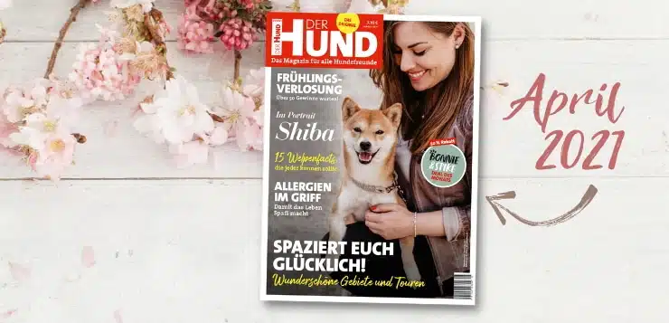 Das Cover der April-Ausgabe 2021 zeigt eine Shiba-Hündin, die mit den Vorderbeinen auf dem Bein ihrer Halterin liegt.