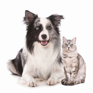 Hund und Katze