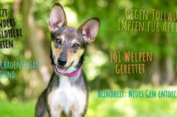 Hunde-News im März 2021