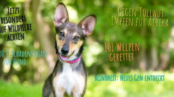 Hunde-News im März 2021
