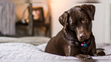 Ist eine Hundehaftpflichtversicherung Pflicht? Ein brauner Labrador liegt auf einem Bett.