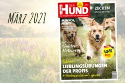 Das Cover der DER HUND Ausgabe im März 2021 zieren rennende Golden Retriever