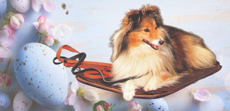Gewinne das Hundebett MOBIL von Niggeloh
