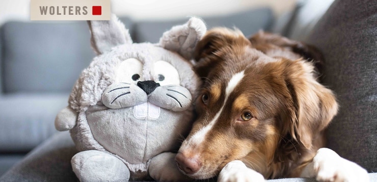 Gewinne ein Hundebett plus Spielzeug von WOLTERS!