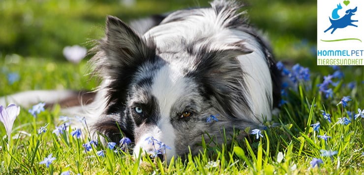 Gewinne ein Probiotikum für deinen Hund