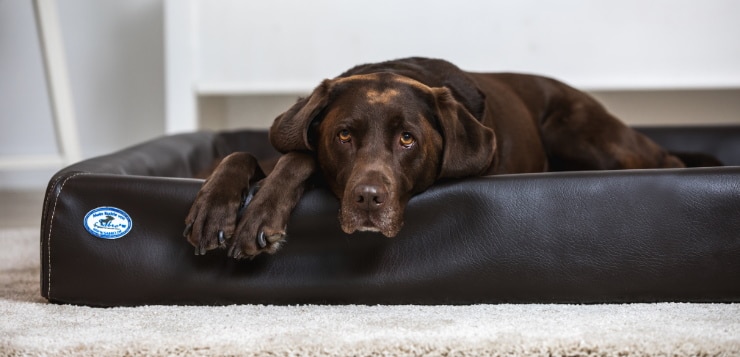 Gewinne das Hundebett Kudde von Sabro