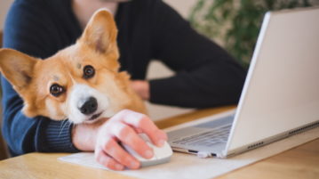 ein Corgi sitzt mit seinem Halter am Tisch, der Mann ist am Laptop.