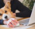 ein Corgi sitzt mit seinem Halter am Tisch, der Mann ist am Laptop.