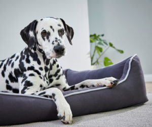 WOLTERS Hundebett