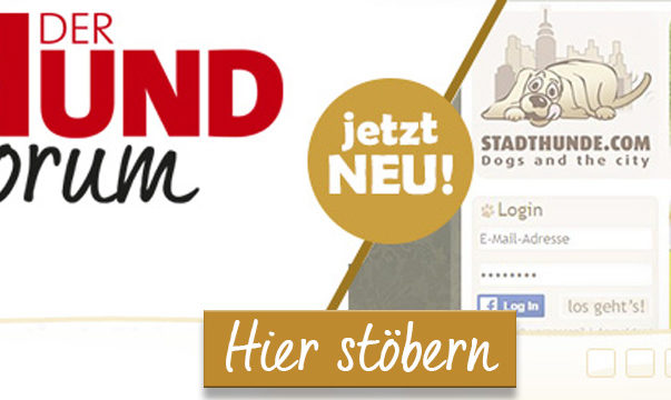 Willkommen StadthundeCom