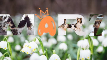 Gewinner der Fotowahl im März 2021