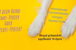 Hunde-News im April 2021