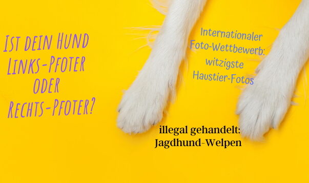 Hunde-News: April 2021 Hunde-News im April 2021