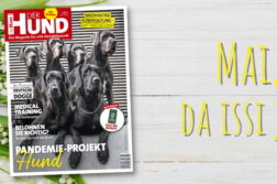 Im Mai 2021 zieren 6 sitzende und stehende Deutsche Doggen das Cover von DER HUND