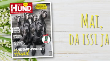 Im Mai 2021 zieren 6 sitzende und stehende Deutsche Doggen das Cover von DER HUND
