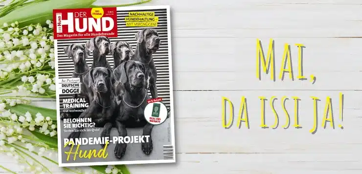 Im Mai 2021 zieren 6 sitzende und stehende Deutsche Doggen das Cover von DER HUND
