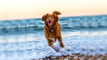 Retriever spielt in Brandung