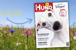 Das Cover der Juni 2021 AUsgabe von DER HUND ziert der weiße Whippet Elvis