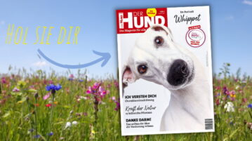 Das Cover der Juni 2021 AUsgabe von DER HUND ziert der weiße Whippet Elvis